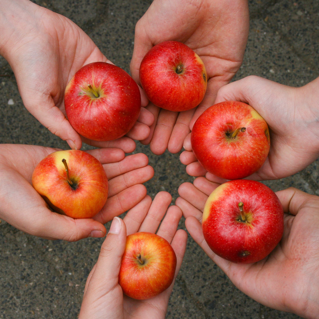 sechs offene Hände mit jeweils einem Apfel darauf