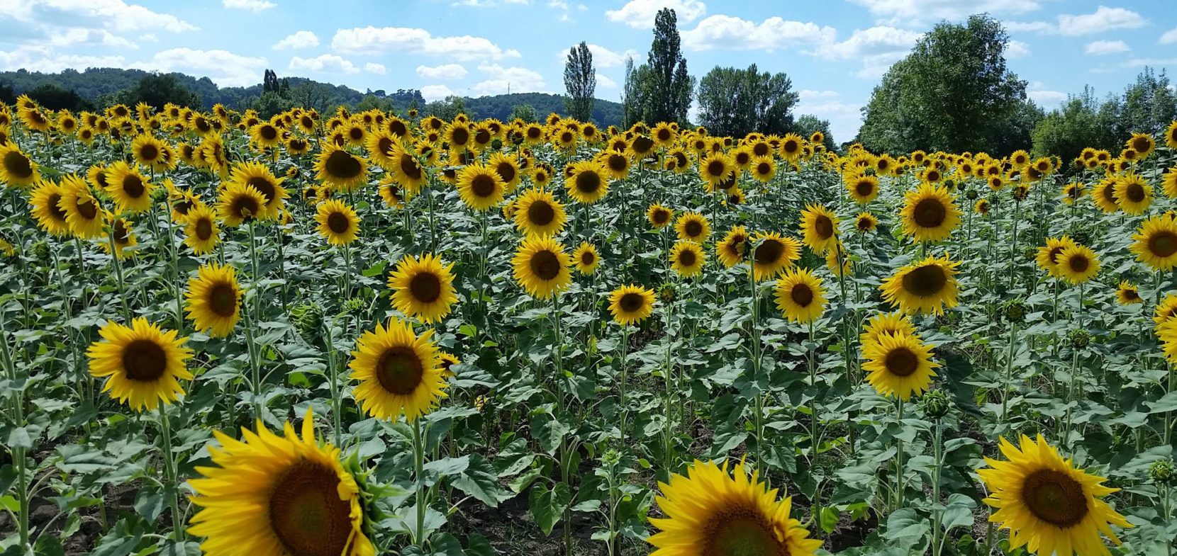 Spätsommer-Slider